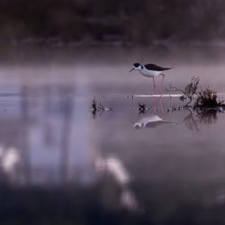 black-wingedstilt_ravenna-050426 1.jpg